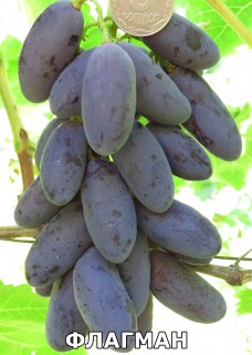 Флагман (3)